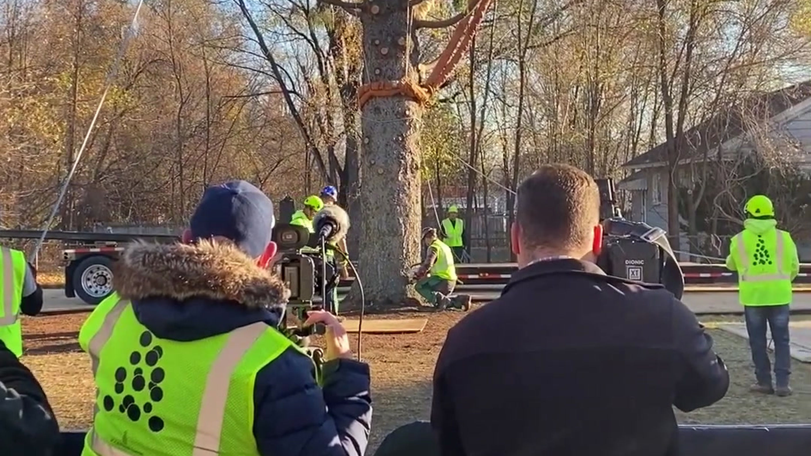Cutting Down the Tree
